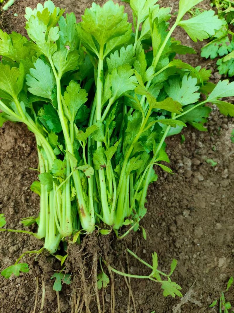 法国皇后芹菜苗产地直供新地头茬