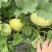 香瓜