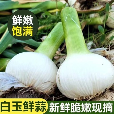 东北鲜蒜可腌制、清脆爽口够味、产地直发、供货量大