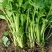法国皇后芹菜苗产地直供新地头茬