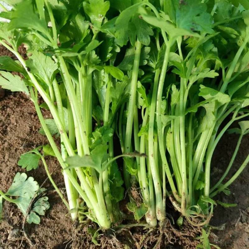 法国皇后芹菜苗产地直供新地头茬