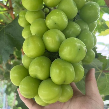 **阳光玫瑰，大量上市
