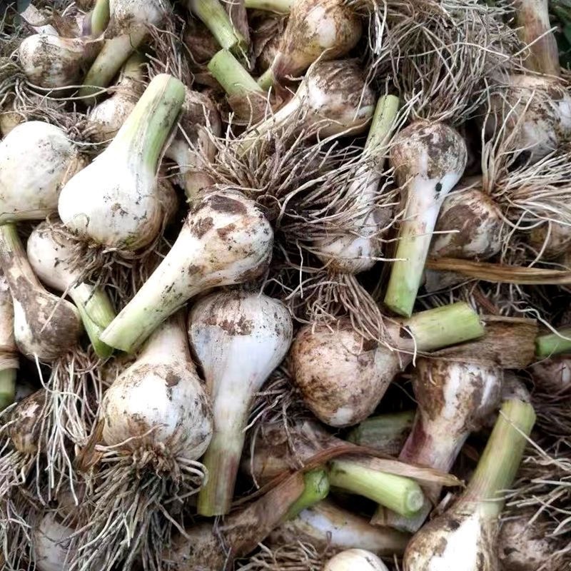 东北鲜蒜可腌制、清脆爽口够味、产地直发、供货量大