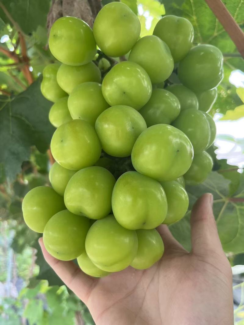 **阳光玫瑰，大量上市