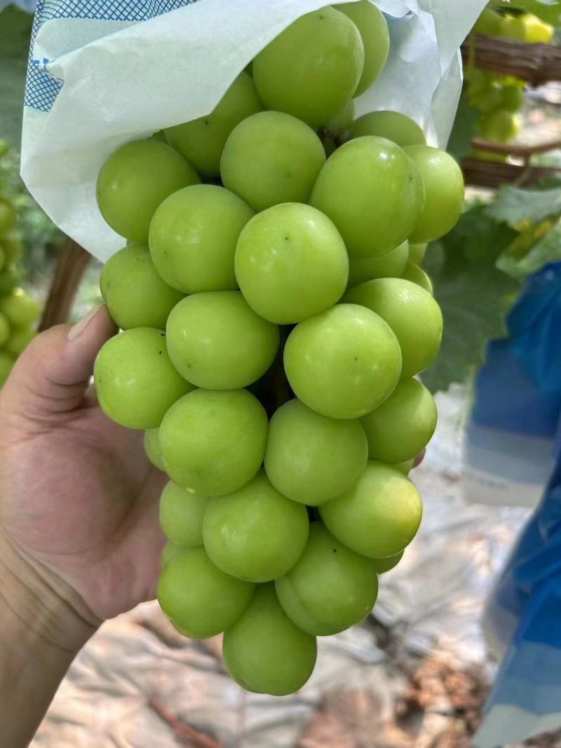 **阳光玫瑰，大量上市