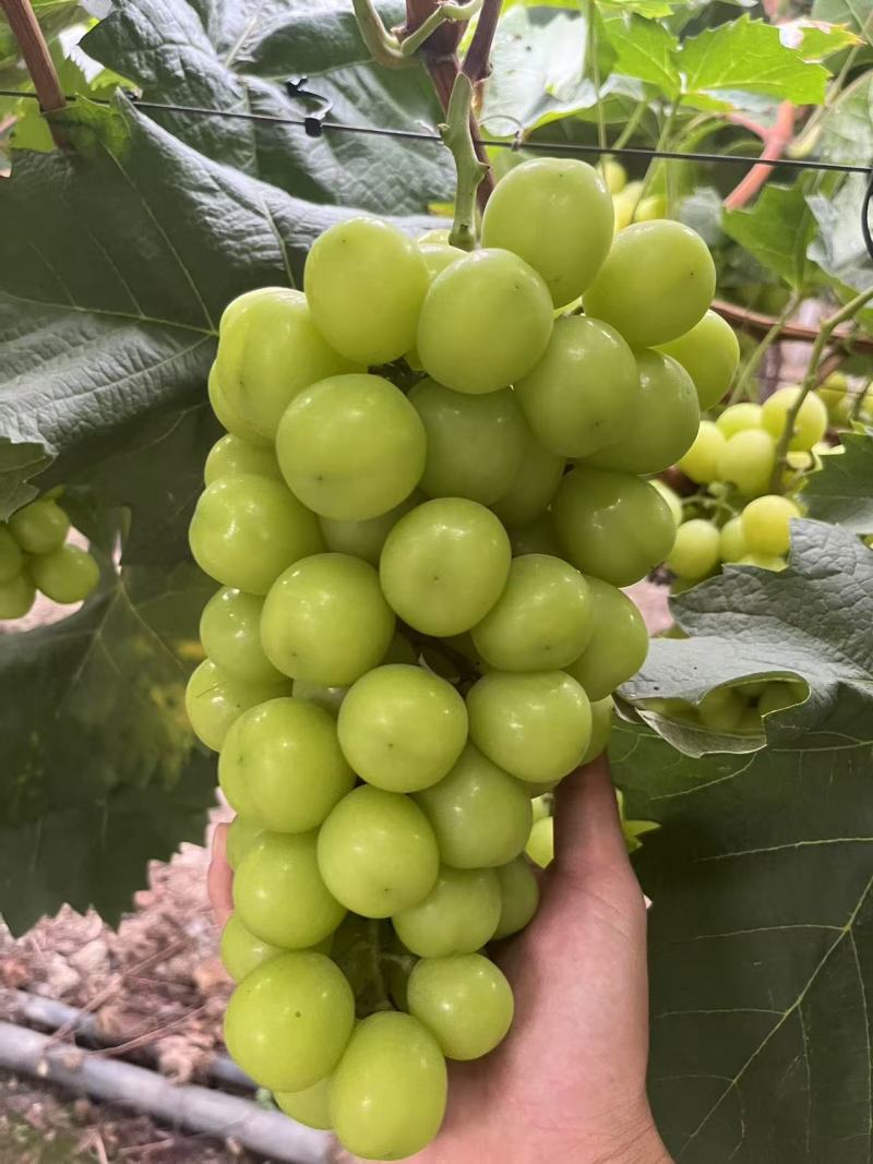 **阳光玫瑰，大量上市