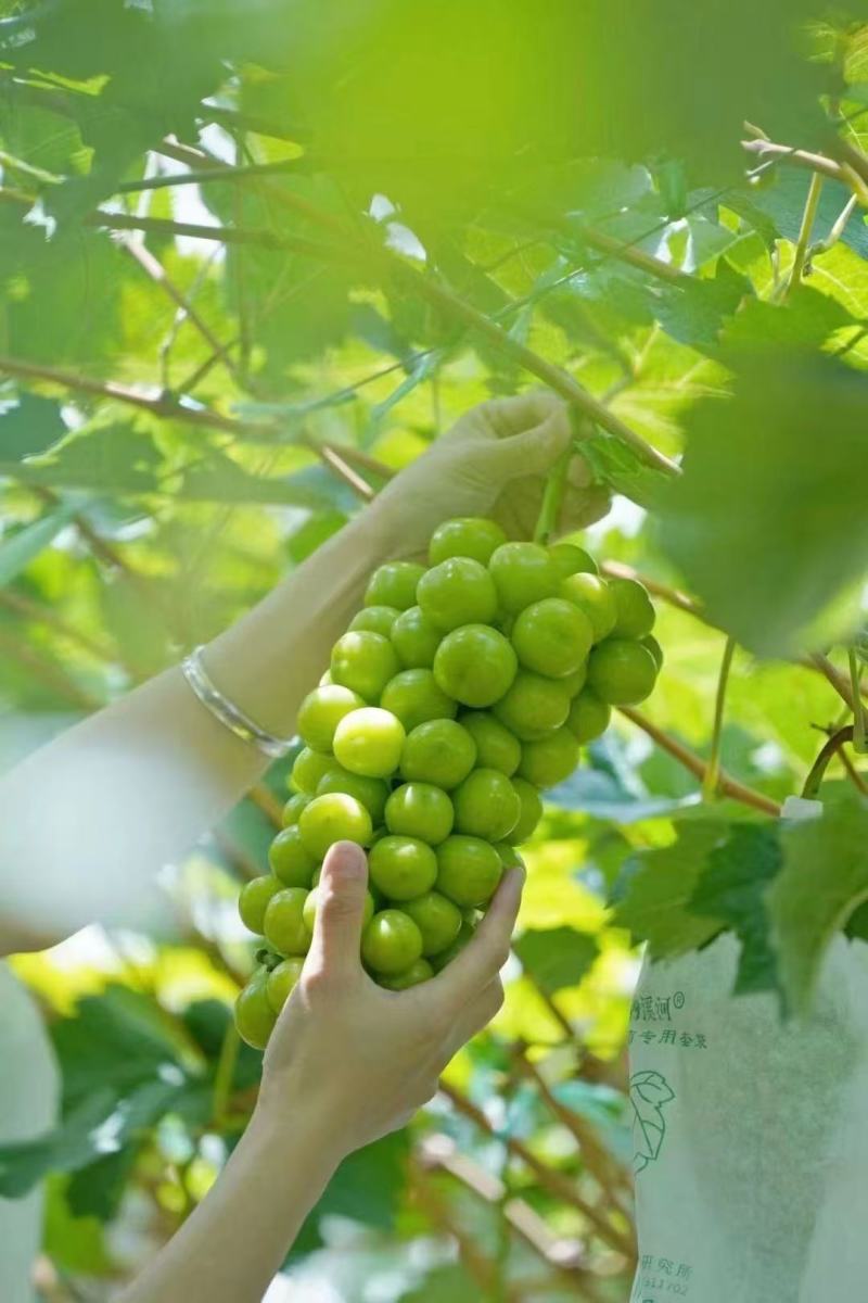 **阳光玫瑰，大量上市