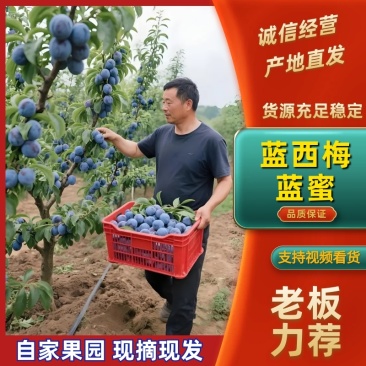 陕西蓝西梅蓝蜜产地直发蓝西梅批发优质西梅基地