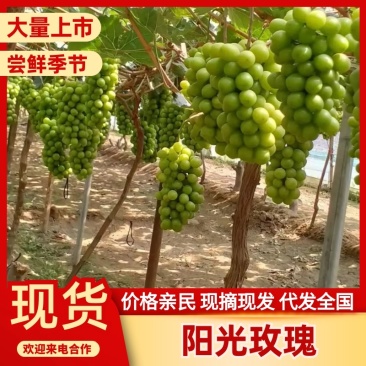 精品阳光玫瑰新鲜葡萄优质水果品质好产地直销