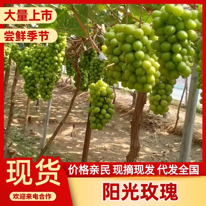 精品阳光玫瑰新鲜葡萄优质水果品质好产地直销