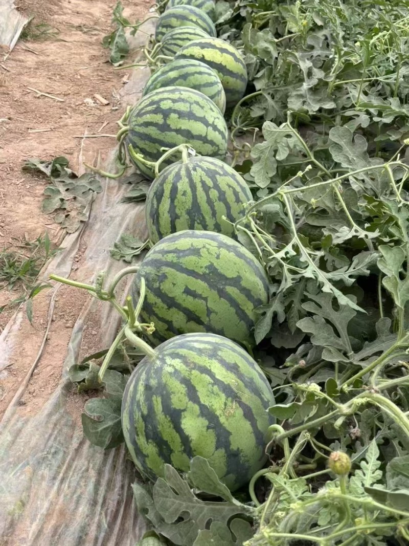 美都西瓜量大质优包熟包甜产地直发货源稳定