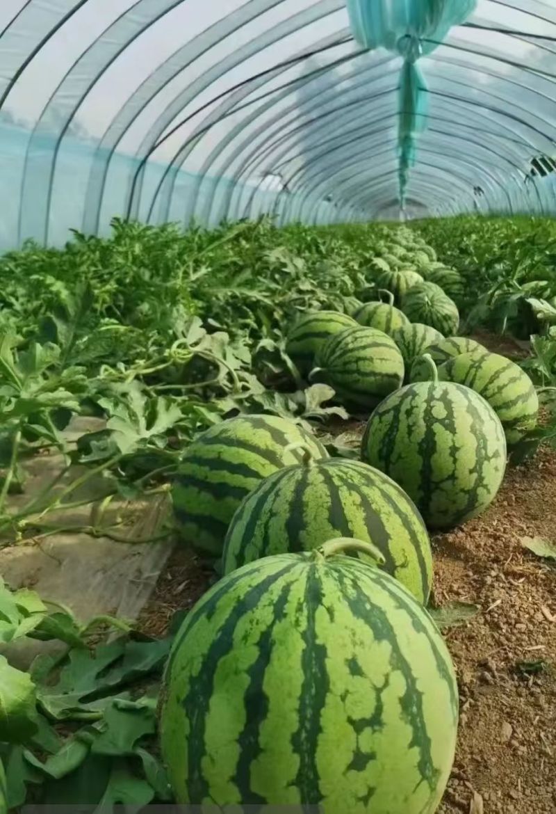 美都西瓜量大质优包熟包甜产地直发货源稳定