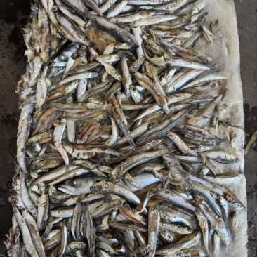 饲料冻鱼，鳀鱼(出水烂)或者哈哈笑螃蟹养殖饲料