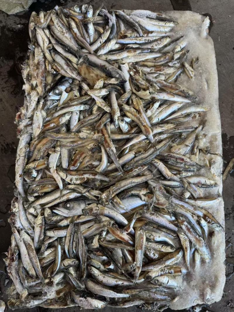 饲料冻鱼，鳀鱼(出水烂)或者哈哈笑螃蟹养殖饲料