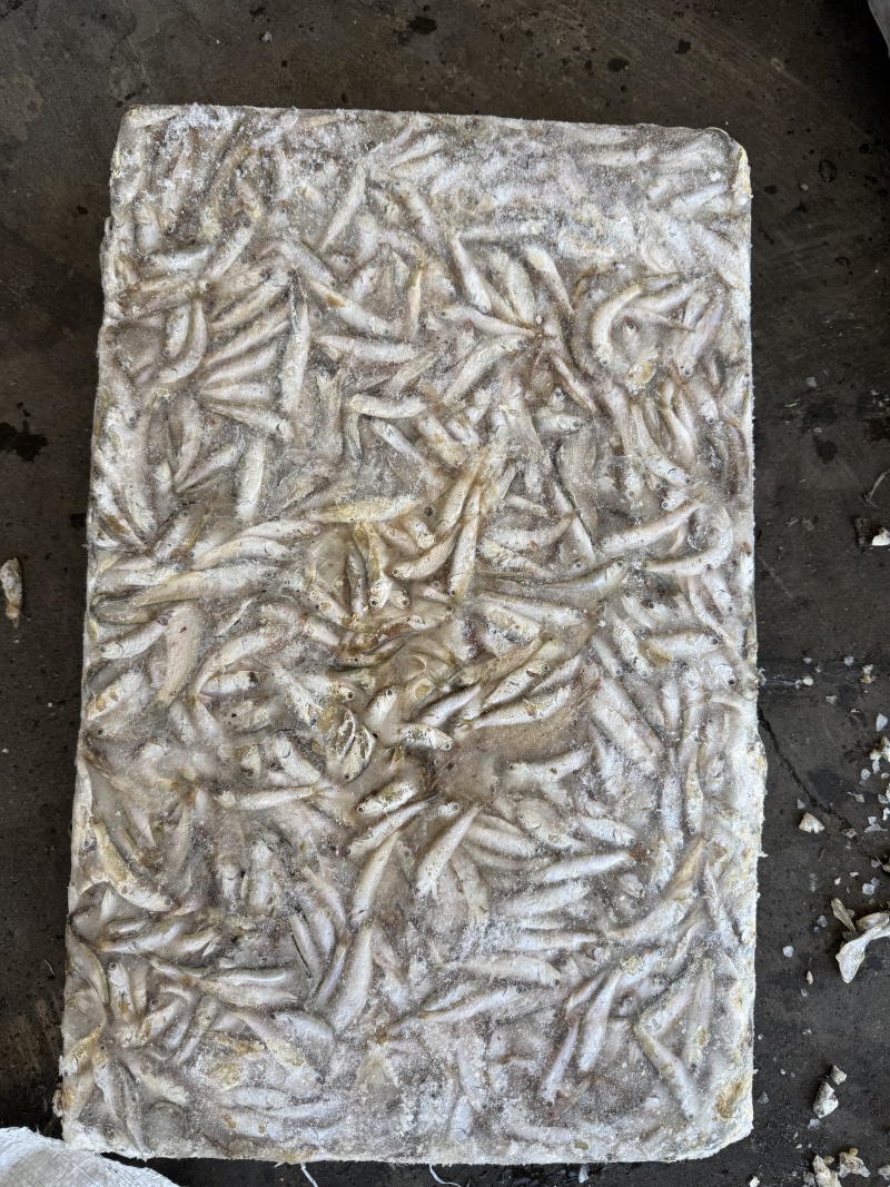 饲料冻鱼，鳀鱼(出水烂)或者哈哈笑螃蟹养殖饲料