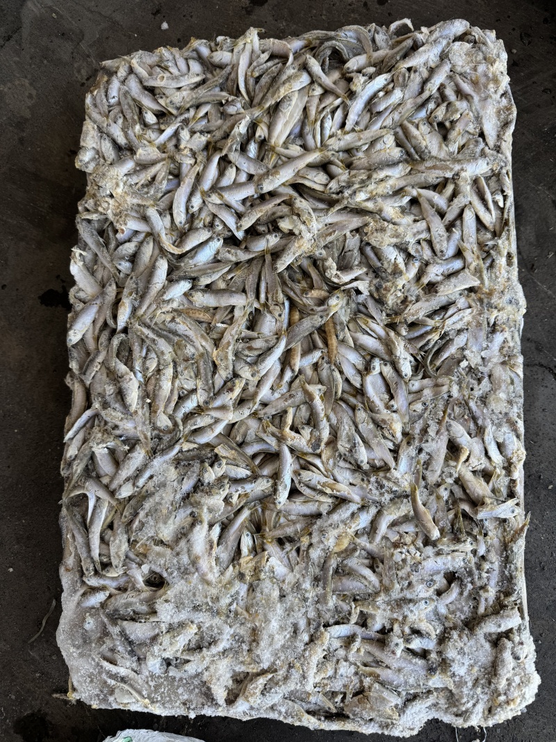 饲料冻鱼，鳀鱼(出水烂)或者哈哈笑螃蟹养殖饲料
