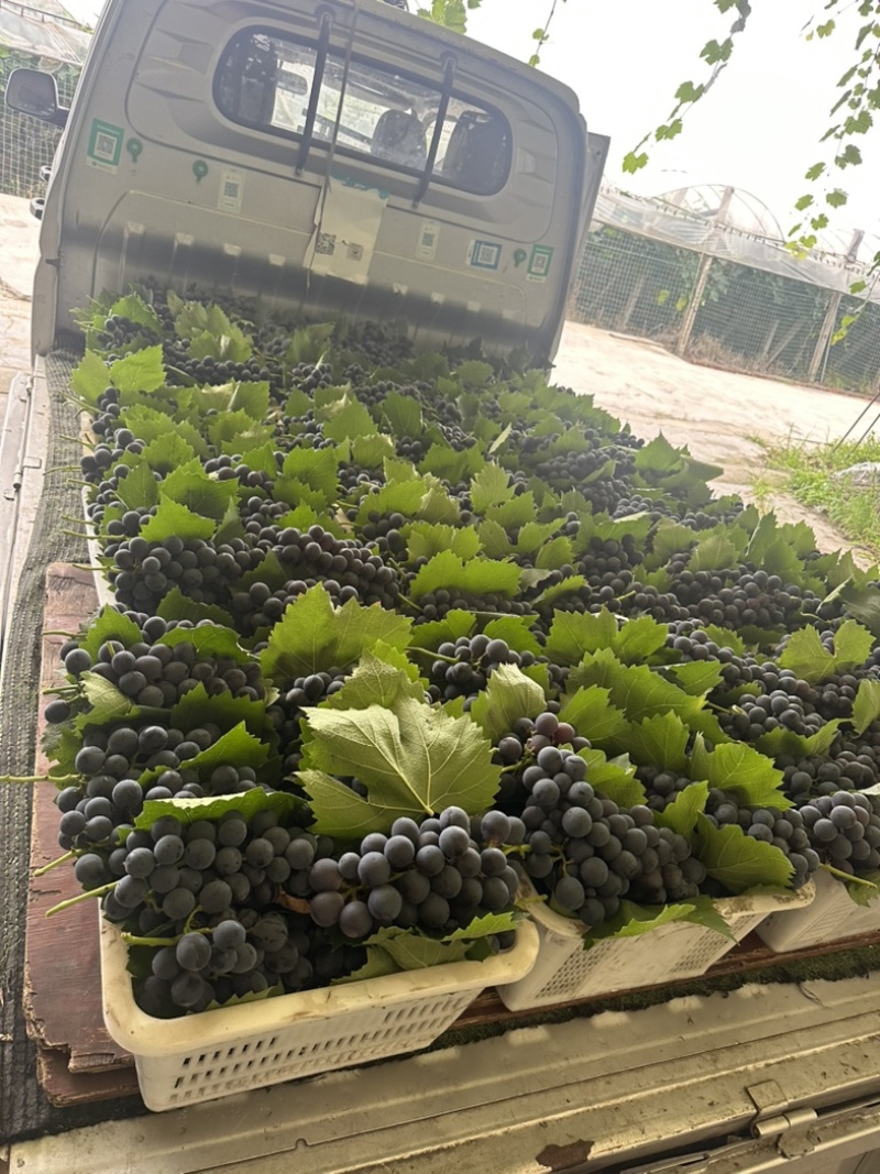 彭山夏黑葡萄纯甜，灰色好味道好纯甜无籽