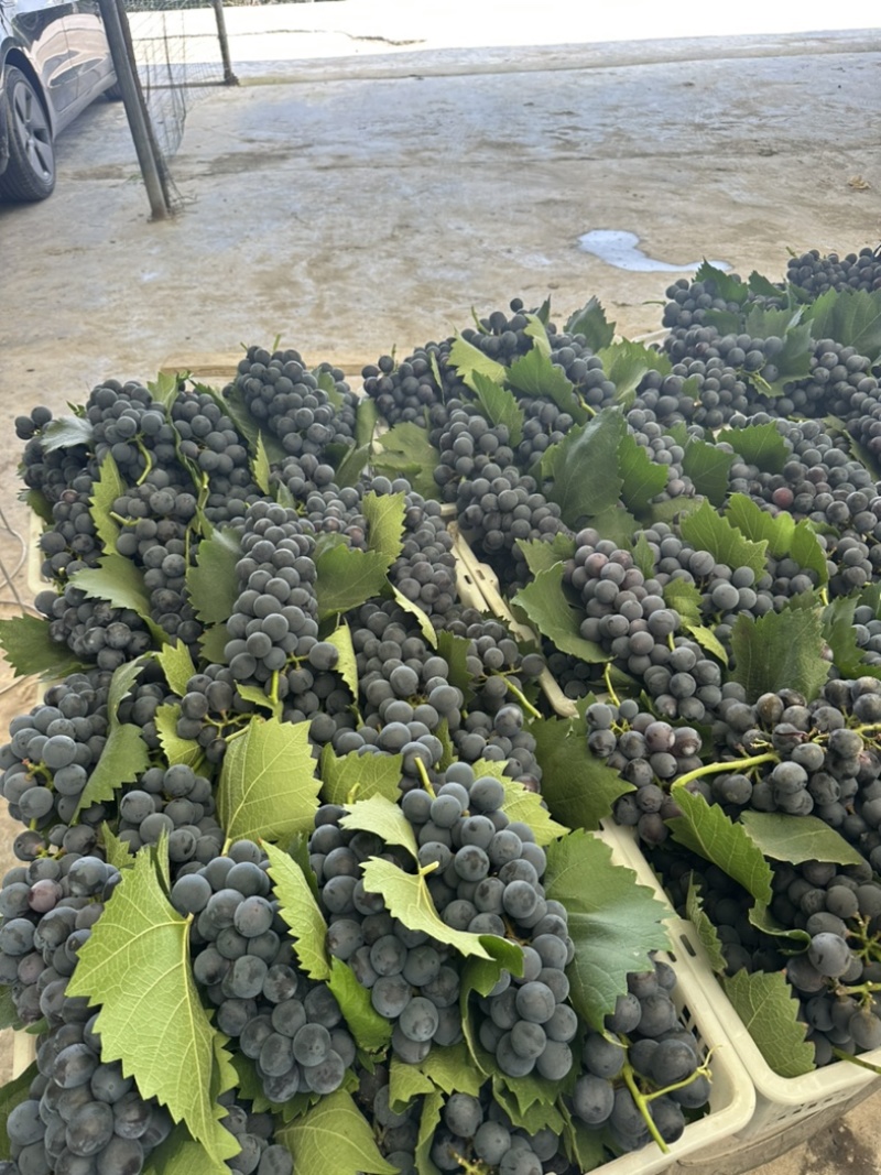 彭山夏黑葡萄纯甜，灰色好味道好纯甜无籽