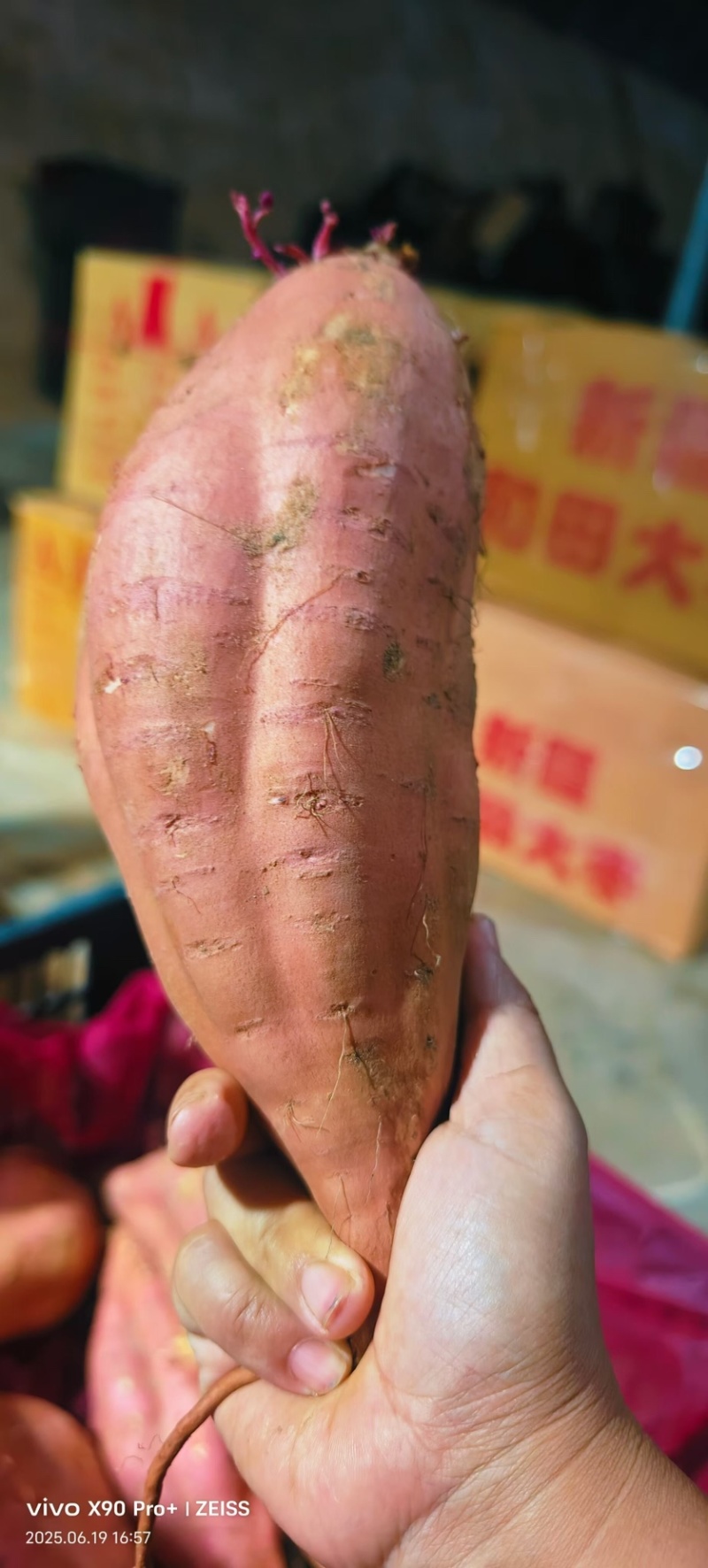烟薯糖心六两以上烤块、物流、整车发货！