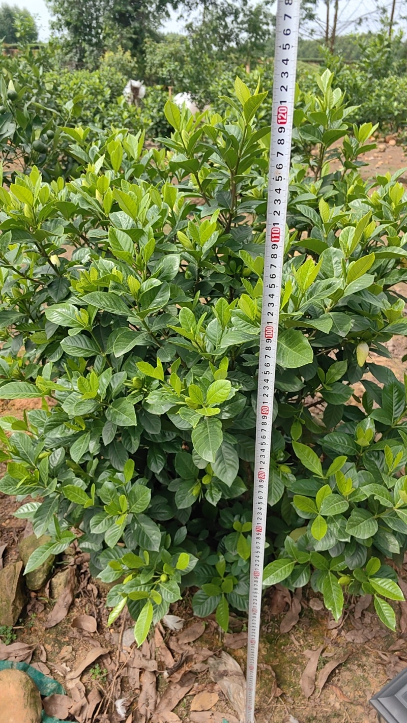栀子花乔木