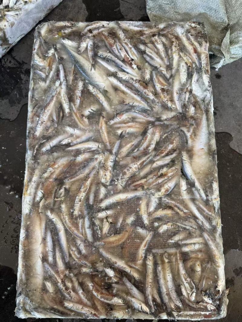 鳀鱼或者哈哈笑饲料冻鱼