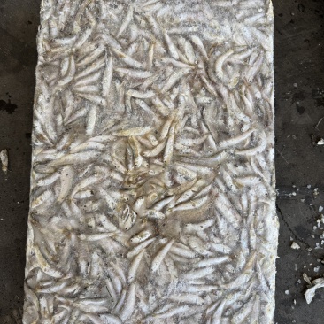 鳀鱼或者哈哈笑饲料冻鱼