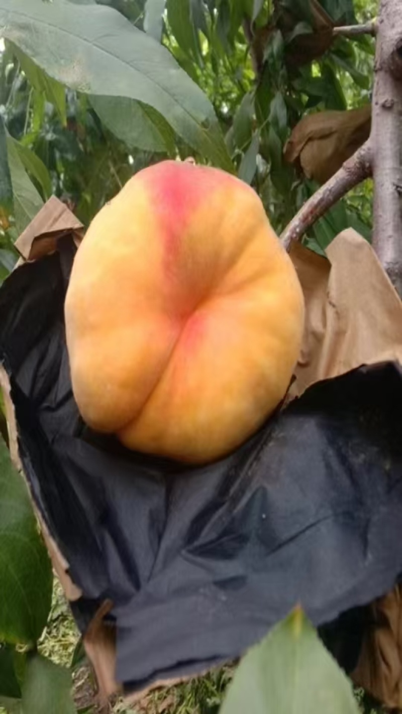黄金蟠桃