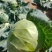 产地直发的精品甘蓝，中厚皮，无虫眼，2-3斤