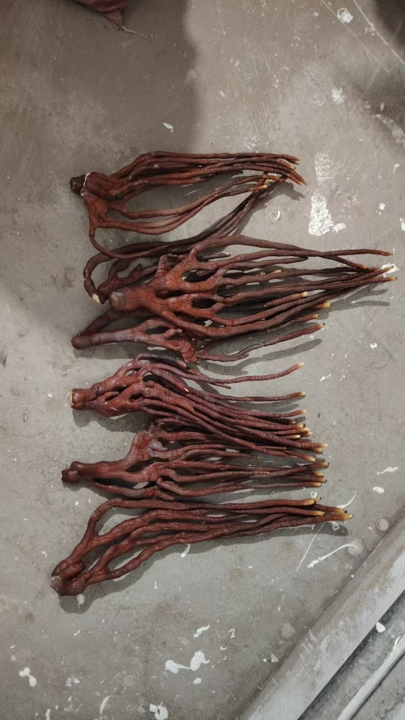 鹿角灵芝灵芝草灵芝中药材中药材种植全年有货