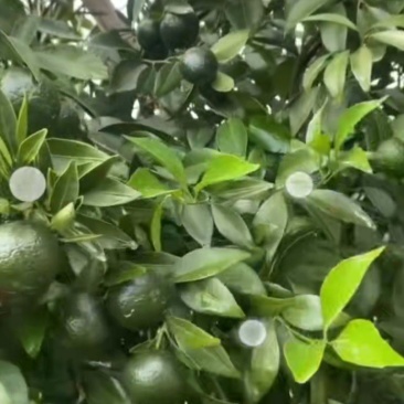 陈皮柑