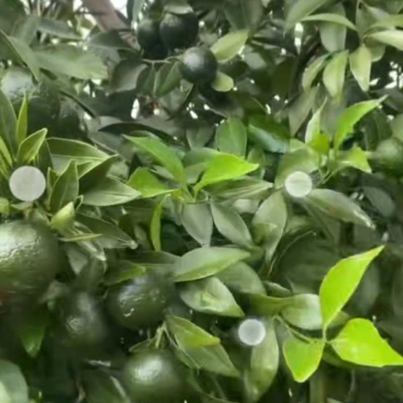 陈皮柑
