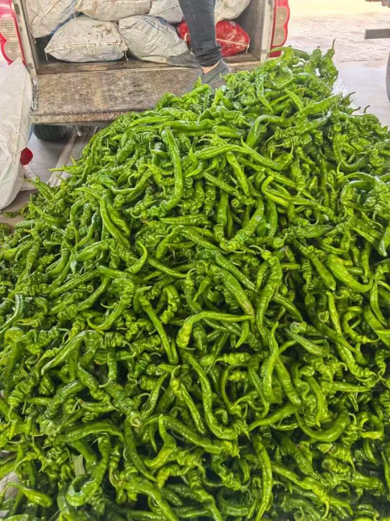 陕北辣椒大量供应