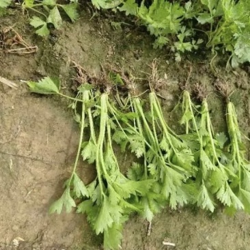 芹菜苗，新茬地，头茬苗