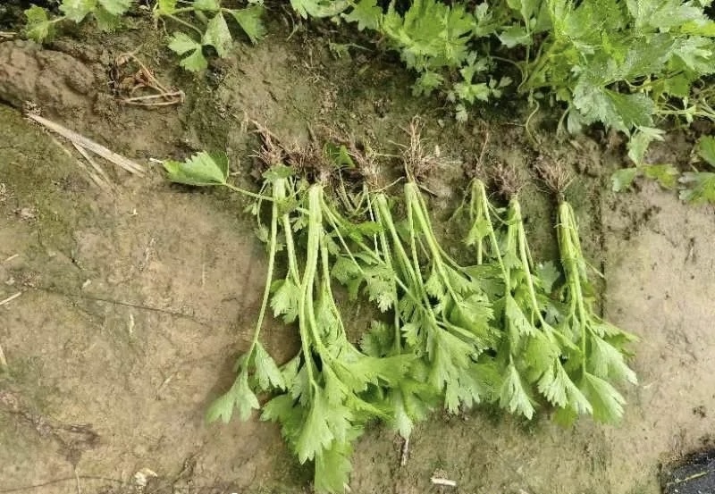 芹菜苗，新茬地，头茬苗