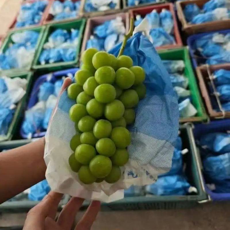 阳光玫瑰