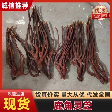 [牛]鹿角灵芝灵芝草灵芝中药材中药材种植全年有货