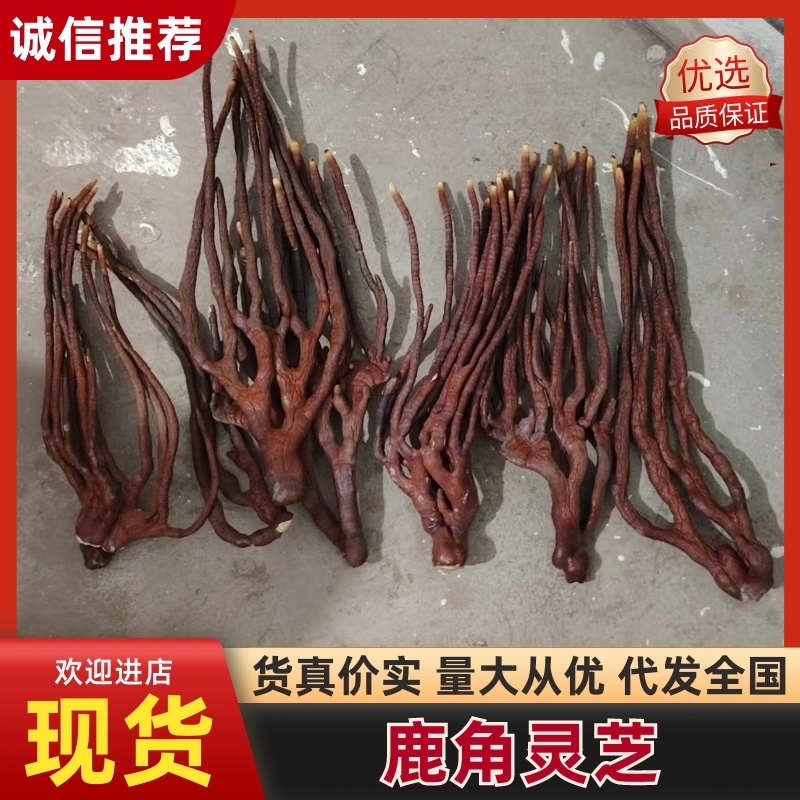 [牛]鹿角灵芝灵芝草灵芝中药材中药材种植全年有货