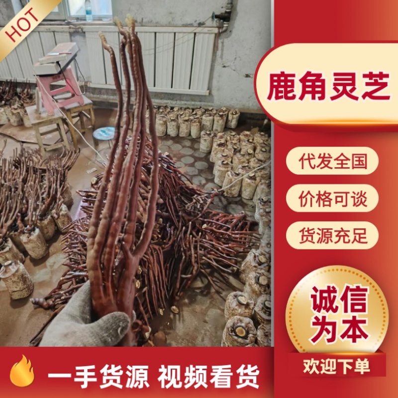 鹿角灵芝灵芝草灵芝中药材中药材种植全年有货