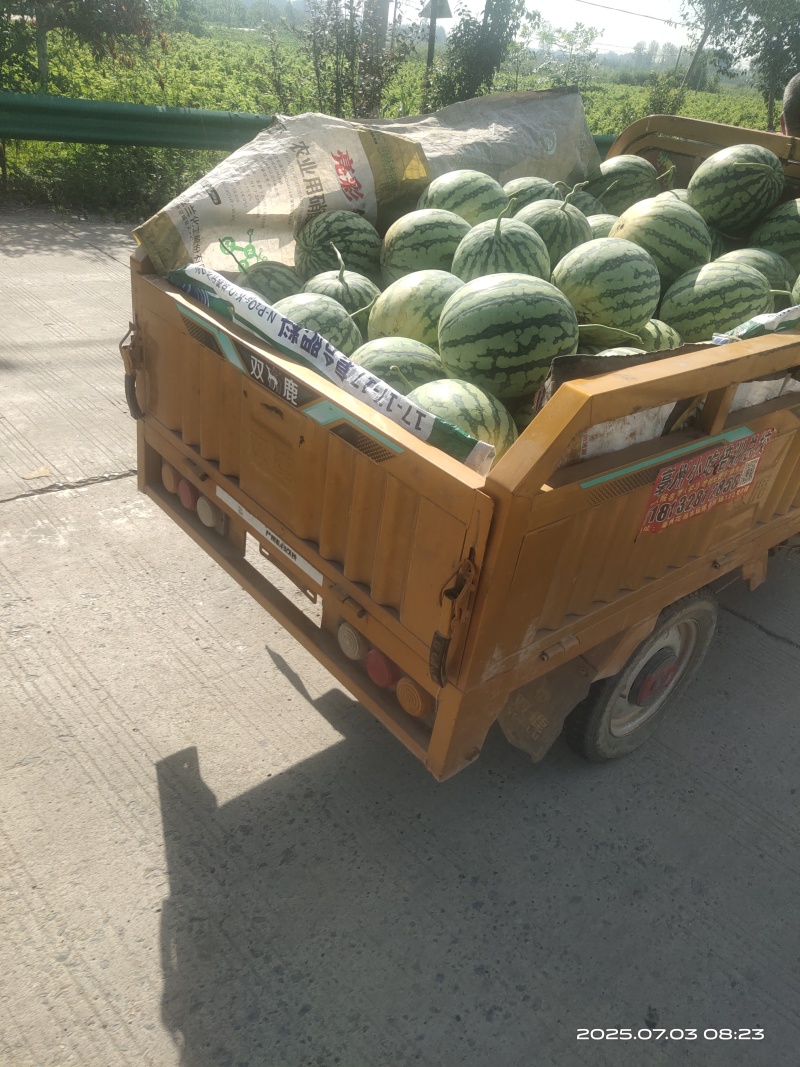 安徽头茬美都产地一手货源保质保量欢迎随时电话联系
