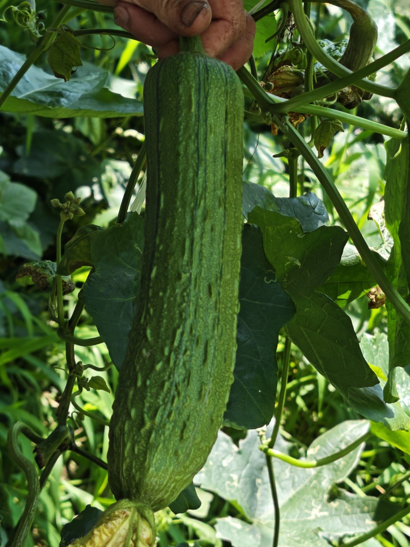 香丝瓜