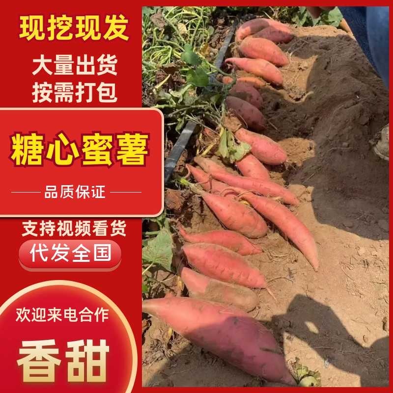 烟薯糖心六两以上烤块、物流、整车发货！