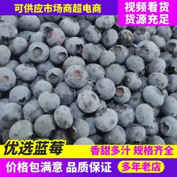 产地直供精品绥中蓝莓大量供货一手货源量大