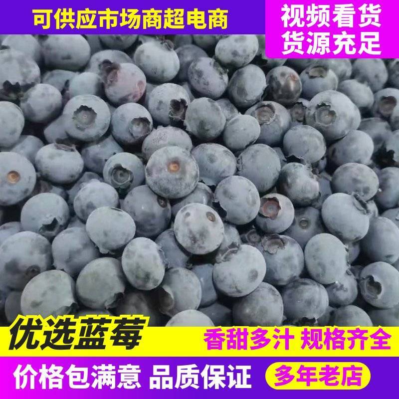 产地直供精品绥中蓝莓大量供货一手货源量大