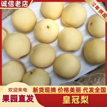 白皇冠梨果肉细腻口感脆甜保质保量河北产地直销