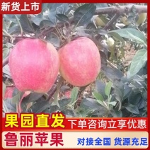 鲁丽苹果原产地发全国量大价优提供一条龙服务