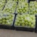 云南青苹果，青香蕉清脆香甜大量上市品质保障