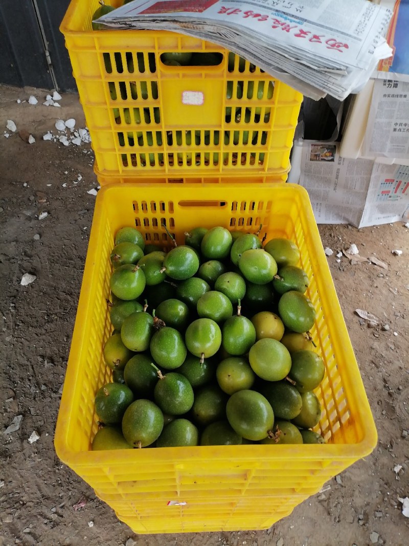 钦蜜9号百香果黄金百香果