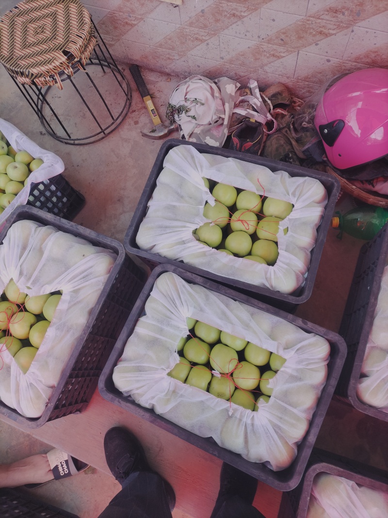 云南青苹果，青香蕉清脆香甜大量上市品质保障