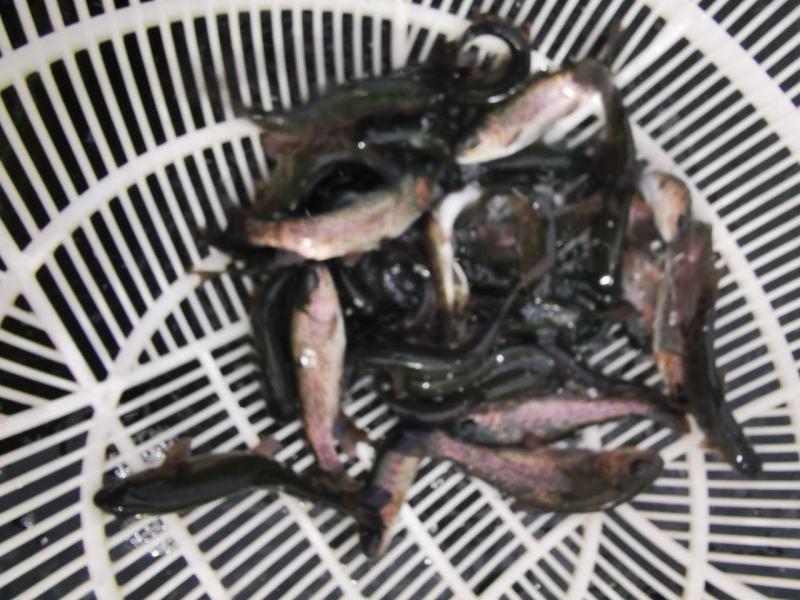 长期供应优质虹金鳟鱼苗，保证质量，技术指导，好养殖