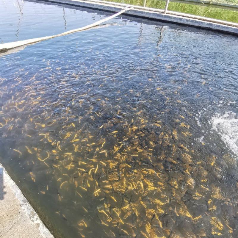 长期供应优质虹金鳟鱼苗，保证质量，技术指导，好养殖